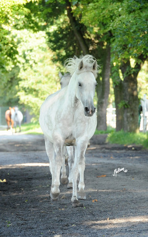 The 2011 Polish National Championships & Pride of Poland Sale