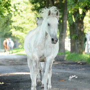 The 2011 Polish National Championships & Pride of Poland Sale