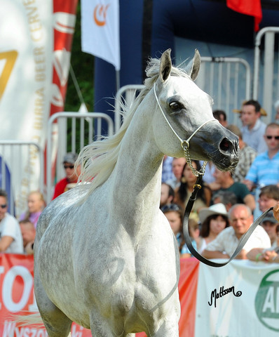 The 2011 Polish National Championships & Pride of Poland Sale