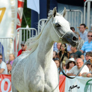 The 2011 Polish National Championships & Pride of Poland Sale