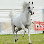 The 2011 Polish National Championships & Pride of Poland Sale