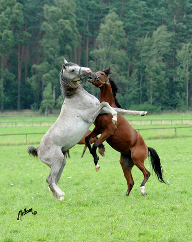 The 2011 Polish National Championships & Pride of Poland Sale
