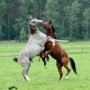 The 2011 Polish National Championships & Pride of Poland Sale