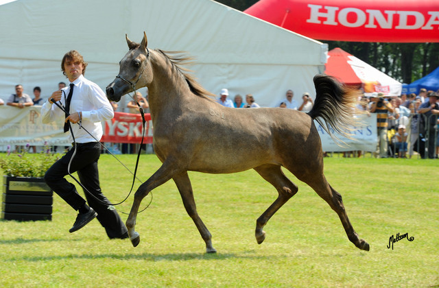 The 2011 Polish National Championships & Pride of Poland Sale