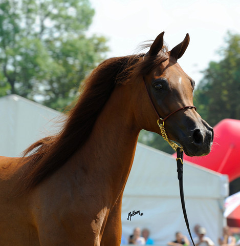 The 2011 Polish National Championships & Pride of Poland Sale