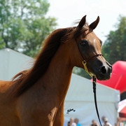 The 2011 Polish National Championships & Pride of Poland Sale