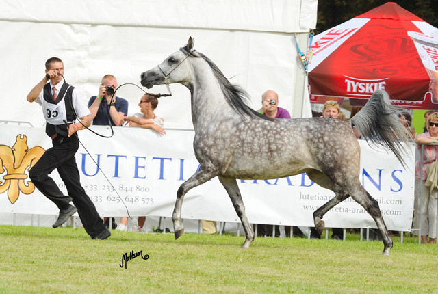 The 2011 Polish National Championships & Pride of Poland Sale