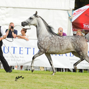 The 2011 Polish National Championships & Pride of Poland Sale