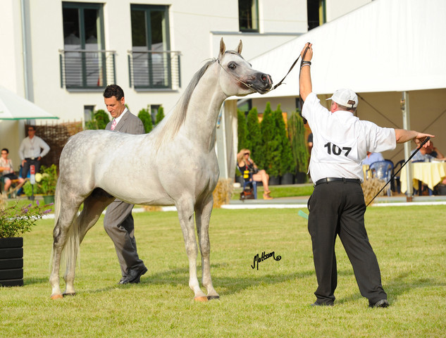 The 2011 Polish National Championships & Pride of Poland Sale