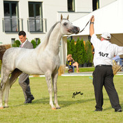 The 2011 Polish National Championships & Pride of Poland Sale