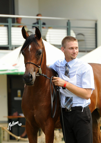The 2011 Polish National Championships & Pride of Poland Sale