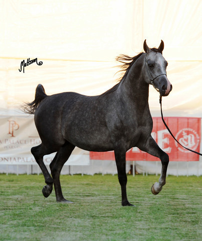 The 2011 Polish National Championships & Pride of Poland Sale