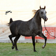 The 2011 Polish National Championships & Pride of Poland Sale