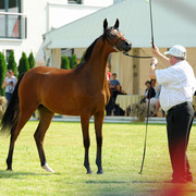 The 2011 Polish National Championships & Pride of Poland Sale