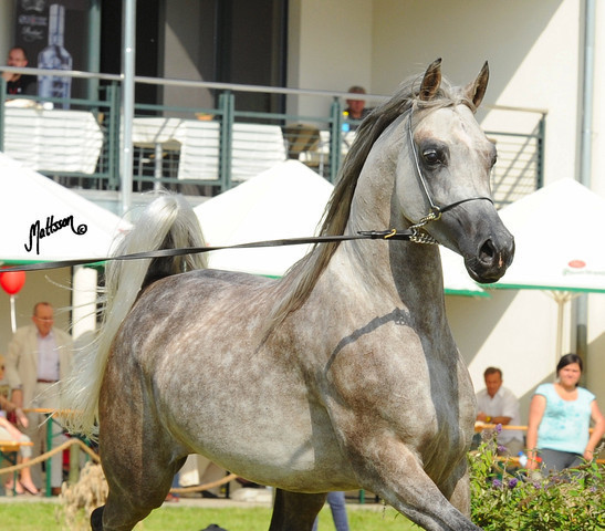 The 2011 Polish National Championships & Pride of Poland Sale