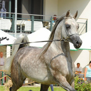 The 2011 Polish National Championships & Pride of Poland Sale