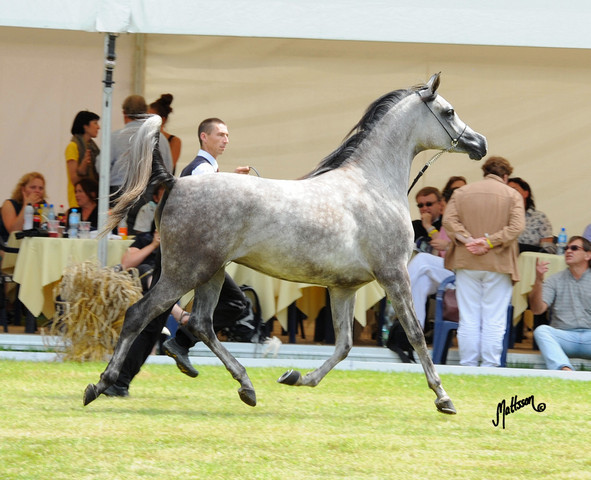 The 2011 Polish National Championships & Pride of Poland Sale