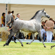 The 2011 Polish National Championships & Pride of Poland Sale
