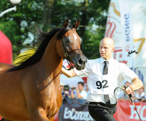 The 2011 Polish National Championships & Pride of Poland Sale