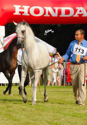 The 2011 Polish National Championships & Pride of Poland Sale