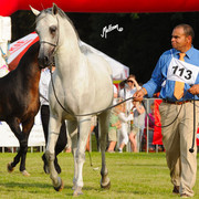 The 2011 Polish National Championships & Pride of Poland Sale