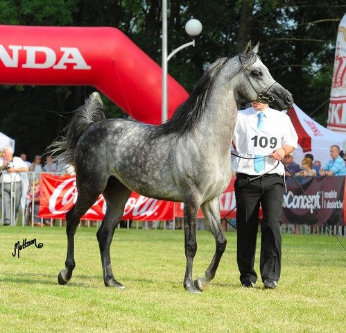 The 2011 Polish National Championships & Pride of Poland Sale