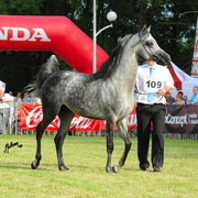 The 2011 Polish National Championships & Pride of Poland Sale