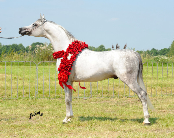 The 2011 Polish National Championships & Pride of Poland Sale