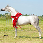The 2011 Polish National Championships & Pride of Poland Sale