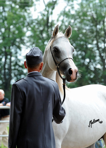 The 2011 Polish National Championships & Pride of Poland Sale