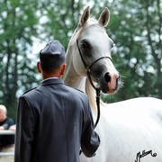 The 2011 Polish National Championships & Pride of Poland Sale