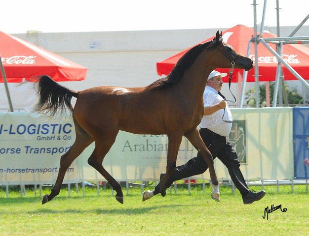 The 2011 Polish National Championships & Pride of Poland Sale