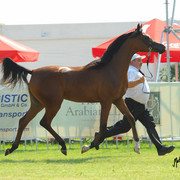 The 2011 Polish National Championships & Pride of Poland Sale