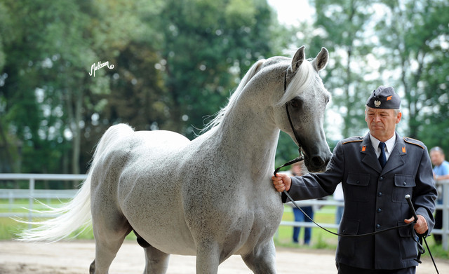 The 2011 Polish National Championships & Pride of Poland Sale