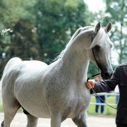 The 2011 Polish National Championships & Pride of Poland Sale