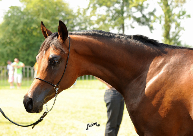 The 2011 Polish National Championships & Pride of Poland Sale