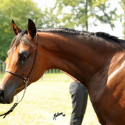 The 2011 Polish National Championships & Pride of Poland Sale