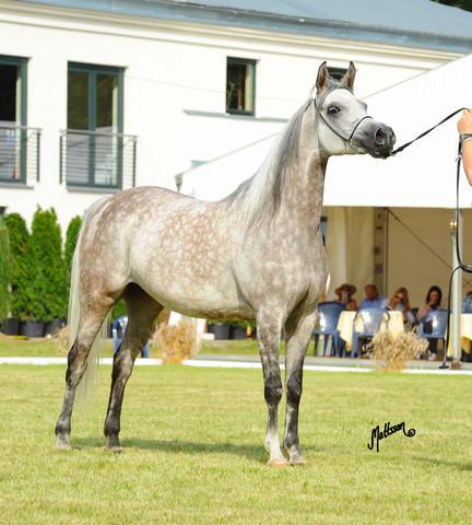 The 2011 Polish National Championships & Pride of Poland Sale