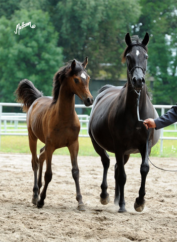 The 2011 Polish National Championships & Pride of Poland Sale