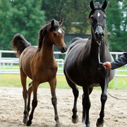 The 2011 Polish National Championships & Pride of Poland Sale