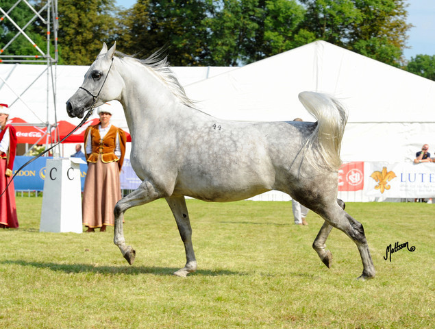 The 2011 Polish National Championships & Pride of Poland Sale