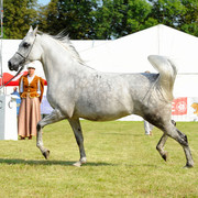 The 2011 Polish National Championships & Pride of Poland Sale