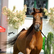 The 2011 Polish National Championships & Pride of Poland Sale