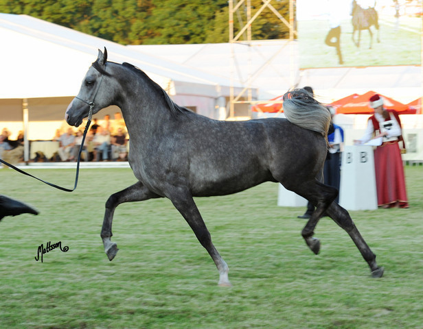 The 2011 Polish National Championships & Pride of Poland Sale