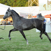 The 2011 Polish National Championships & Pride of Poland Sale