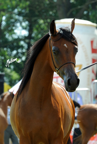The 2011 Polish National Championships & Pride of Poland Sale