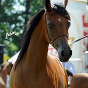 The 2011 Polish National Championships & Pride of Poland Sale