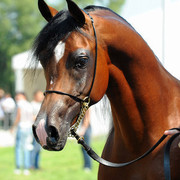The 2011 Polish National Championships & Pride of Poland Sale