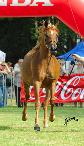 The 2011 Polish National Championships & Pride of Poland Sale