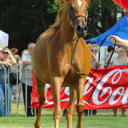 The 2011 Polish National Championships & Pride of Poland Sale